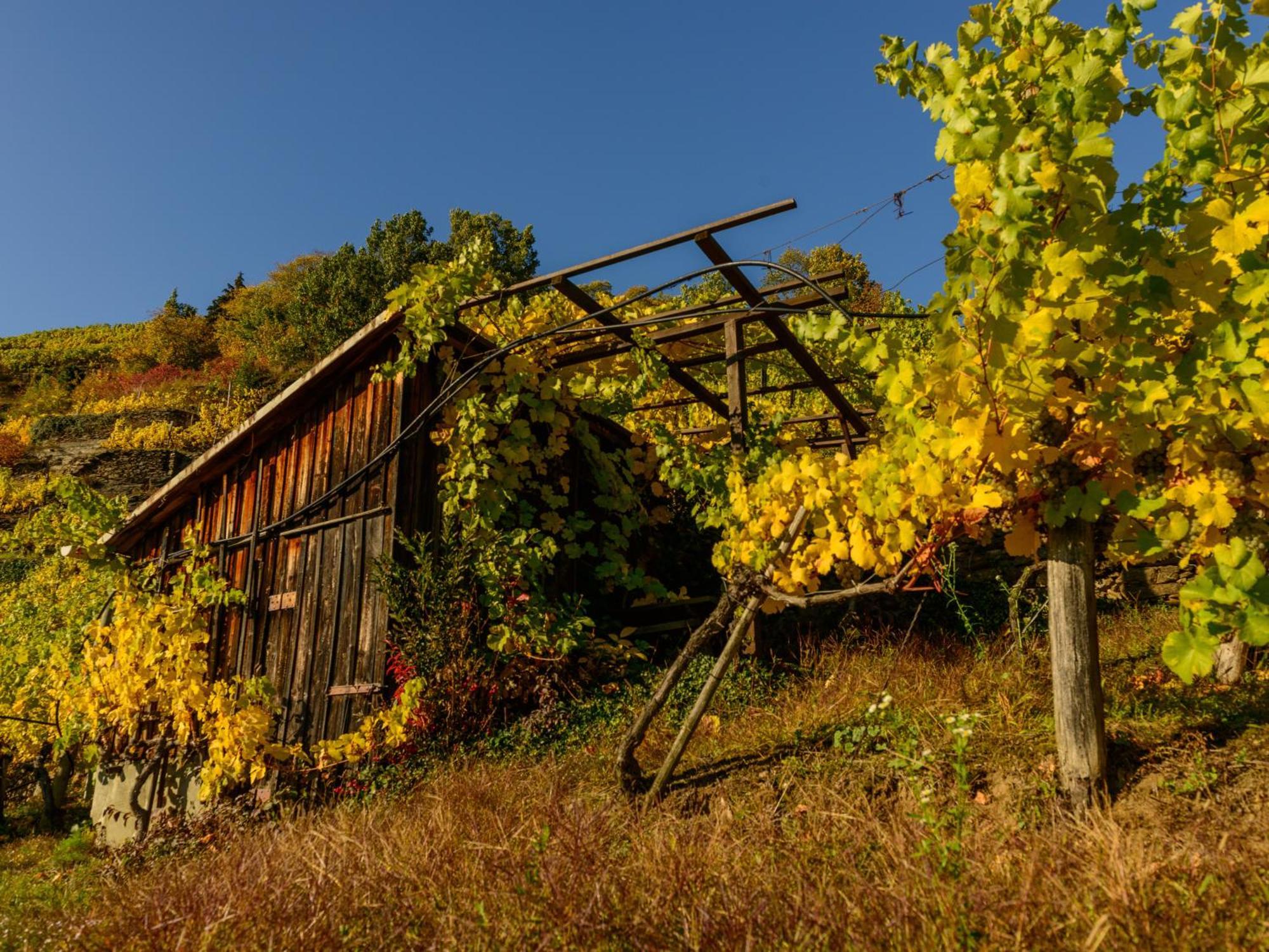 Ferienwohnung Weinbergblick Rohrendorf bei Krems Exteriér fotografie